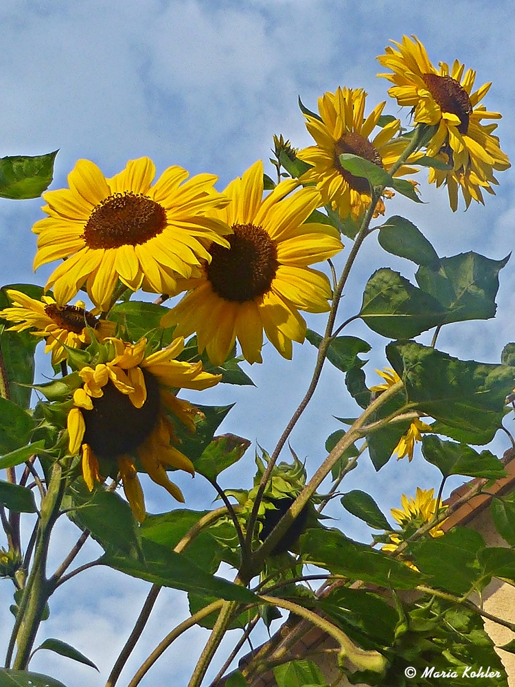 Sonnenblumen