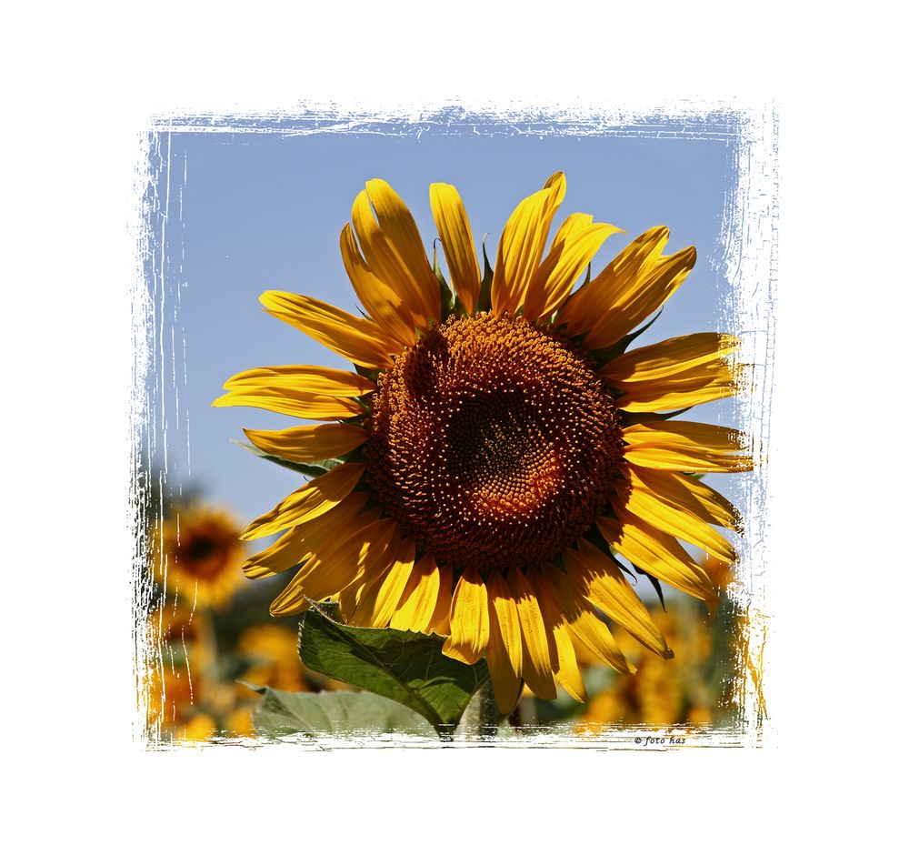 Sonnenblumen 0479