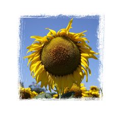 Sonnenblumen, 0494