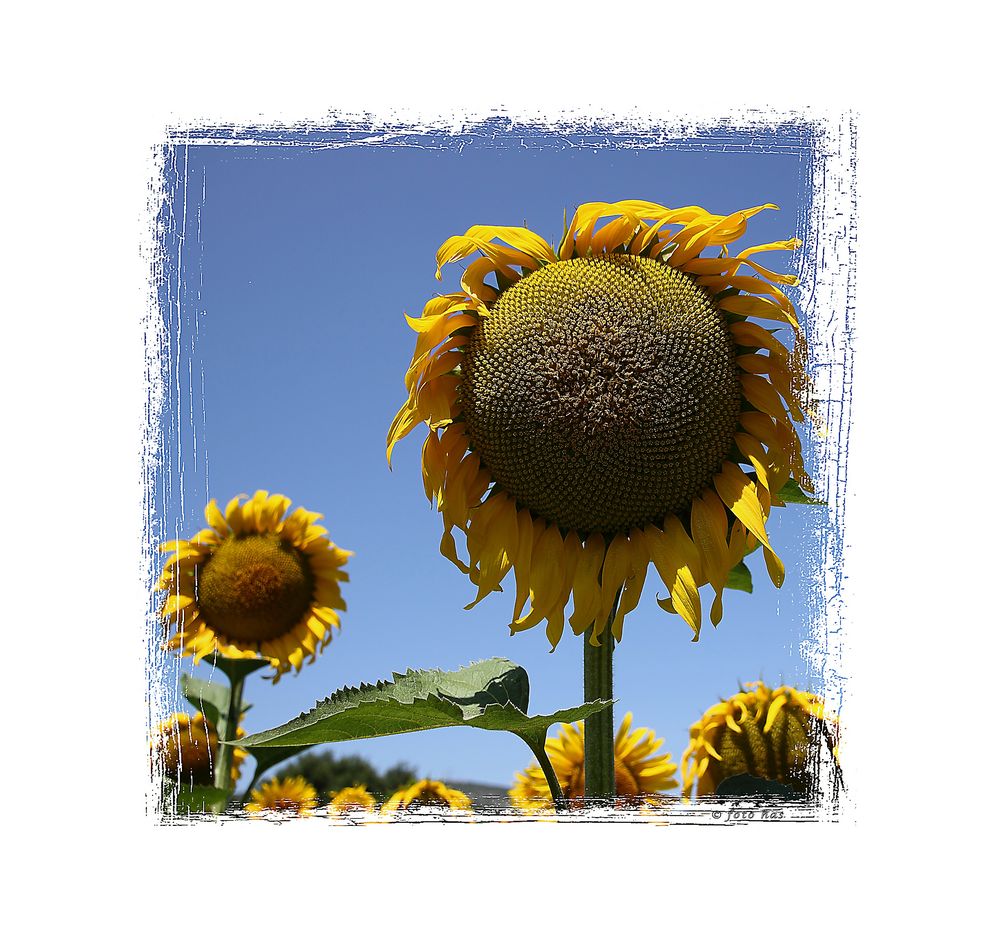 Sonnenblumen, 0495
