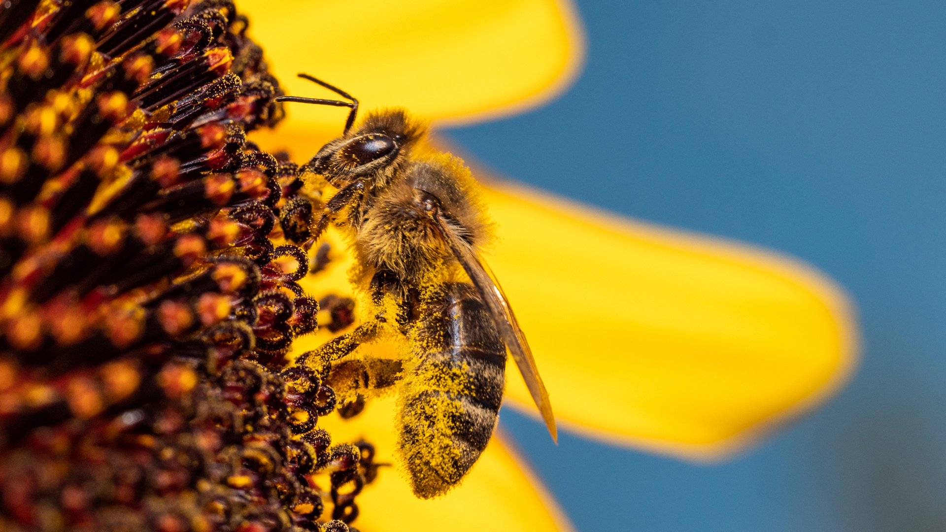 Sonnenblumen