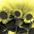 Sonnenblumen