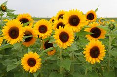 Sonnenblumen