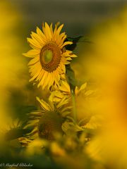 Sonnenblumen ...