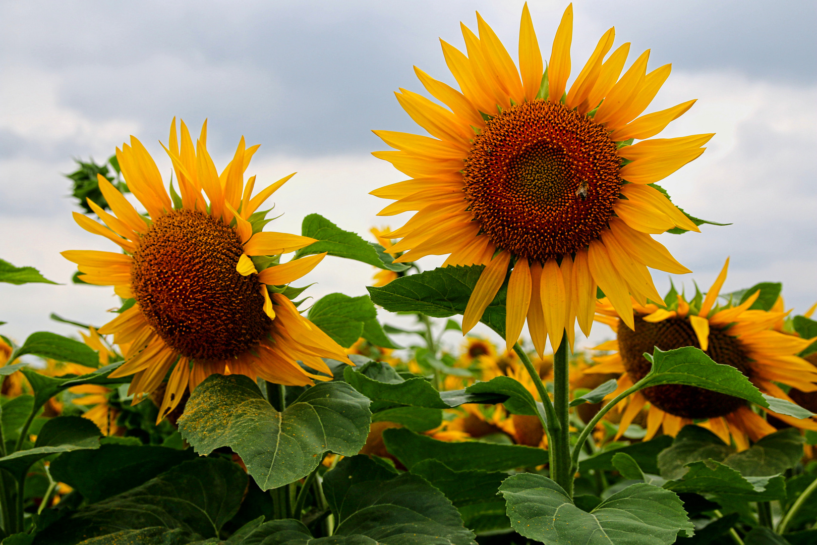  Sonnenblumen