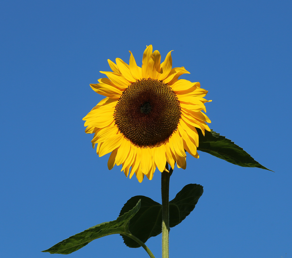 Sonnenblumen