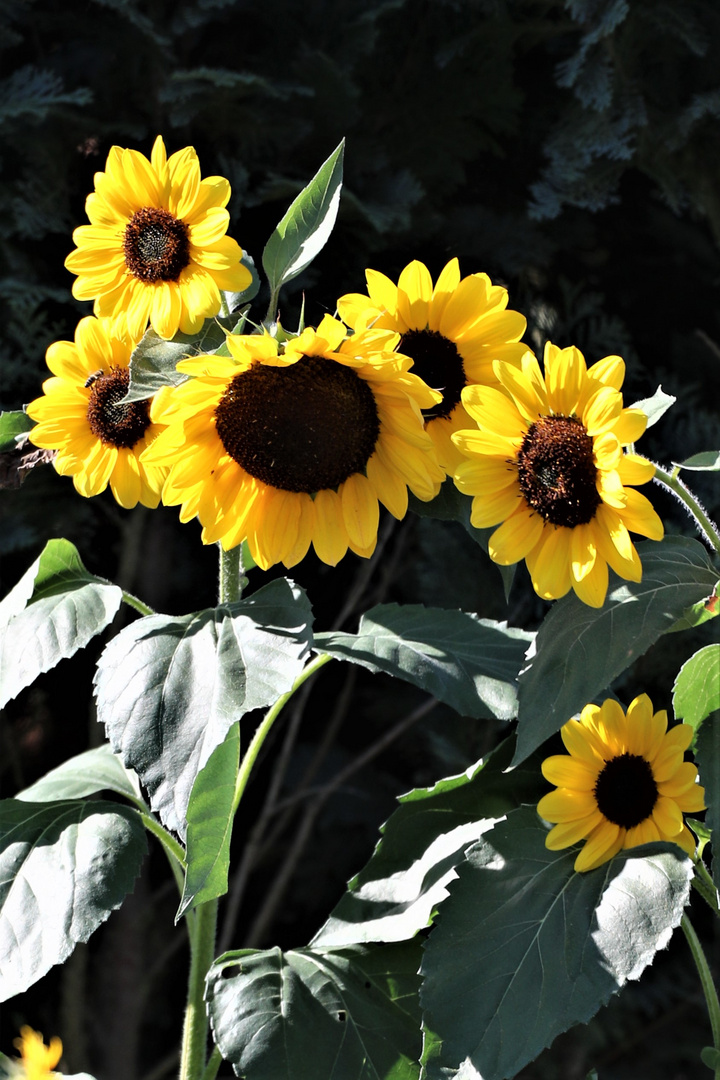 Sonnenblumen