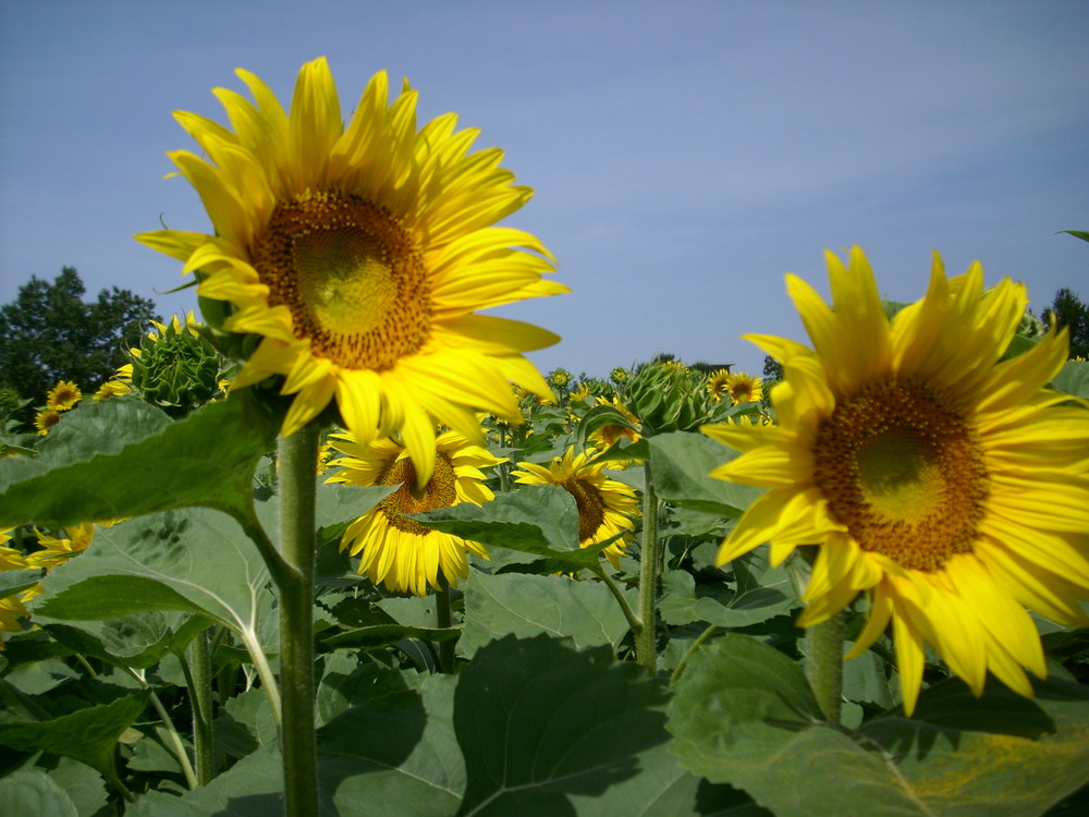 Sonnenblumen