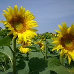 Sonnenblumen