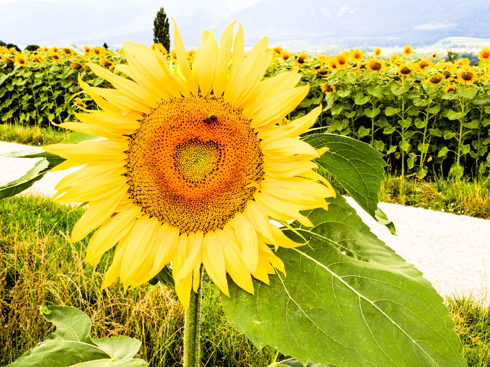 Sonnenblumen