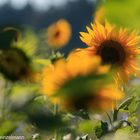 Sonnenblumen