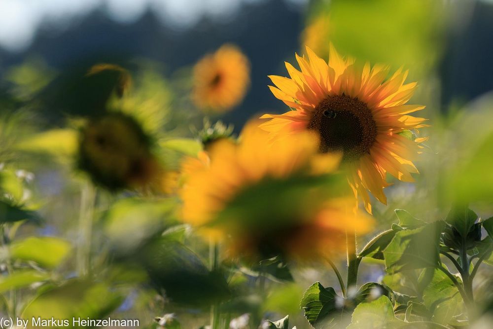 Sonnenblumen