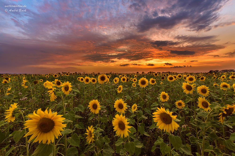 Sonnenblumen