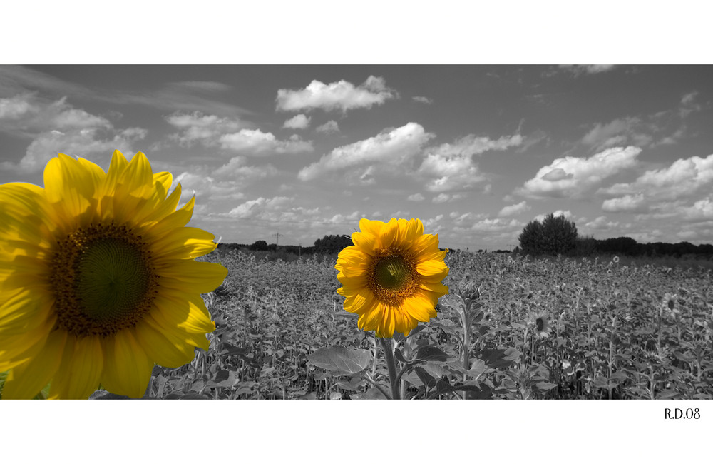 Sonnenblumen