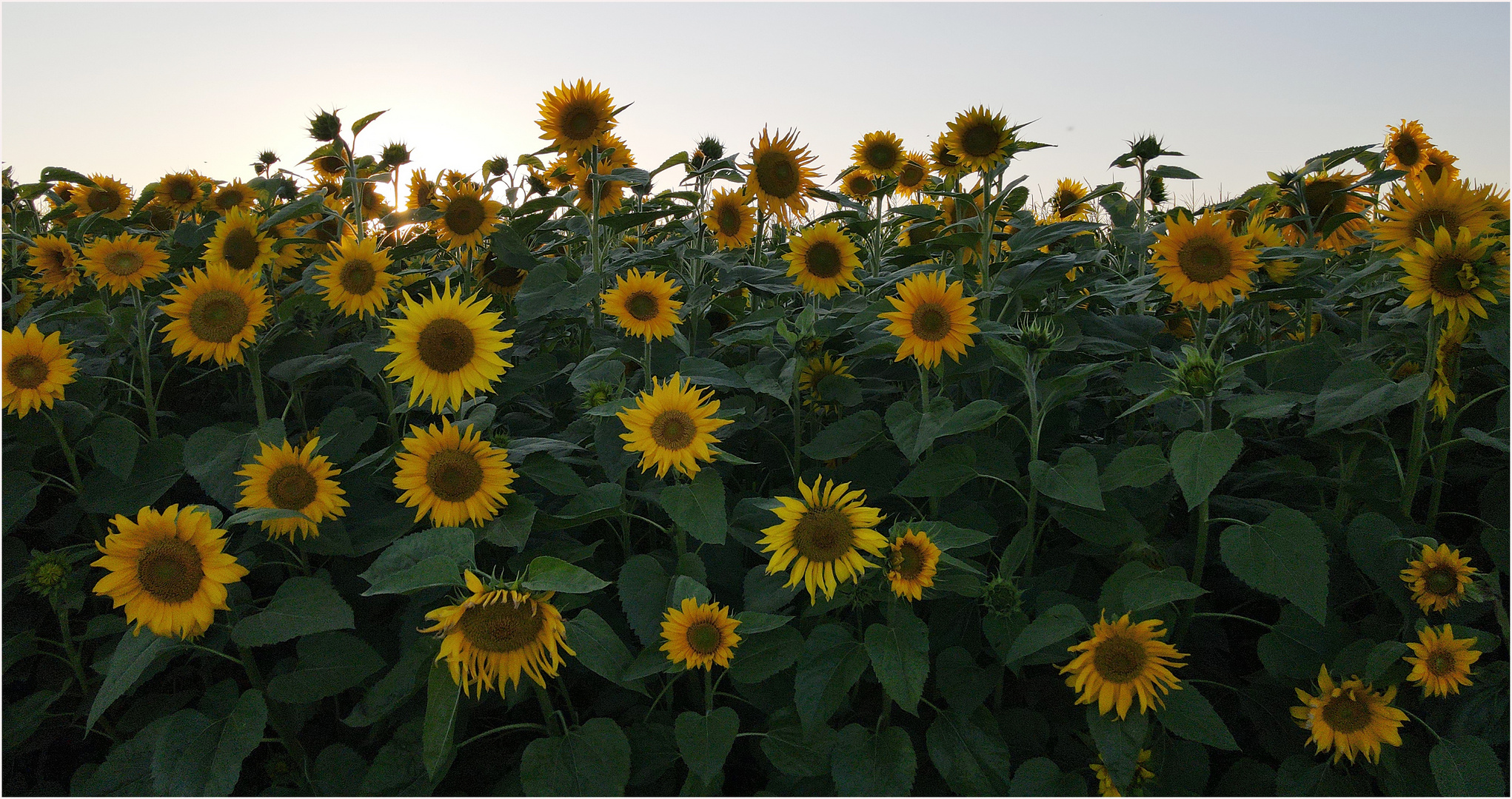 SONNENBLUMEN