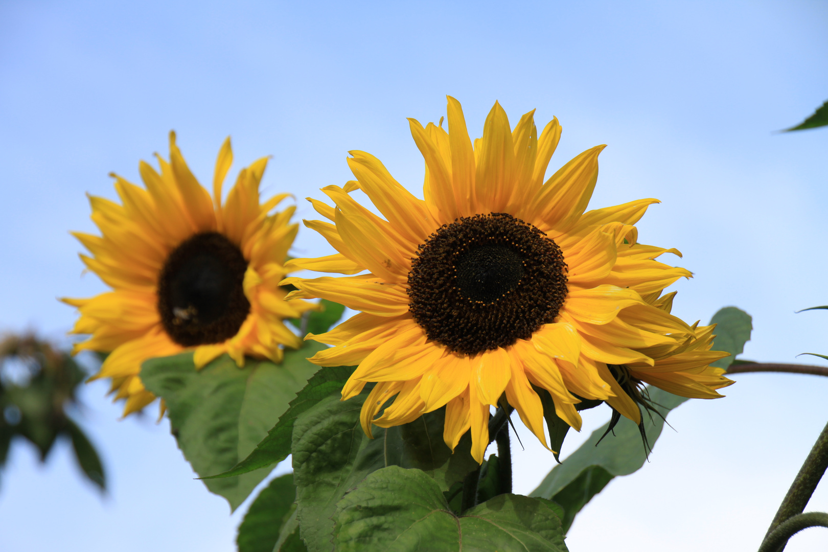 Sonnenblumen