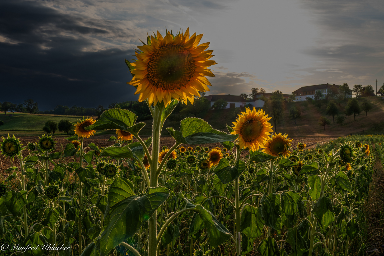 Sonnenblumen ...