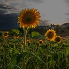 Sonnenblumen ...