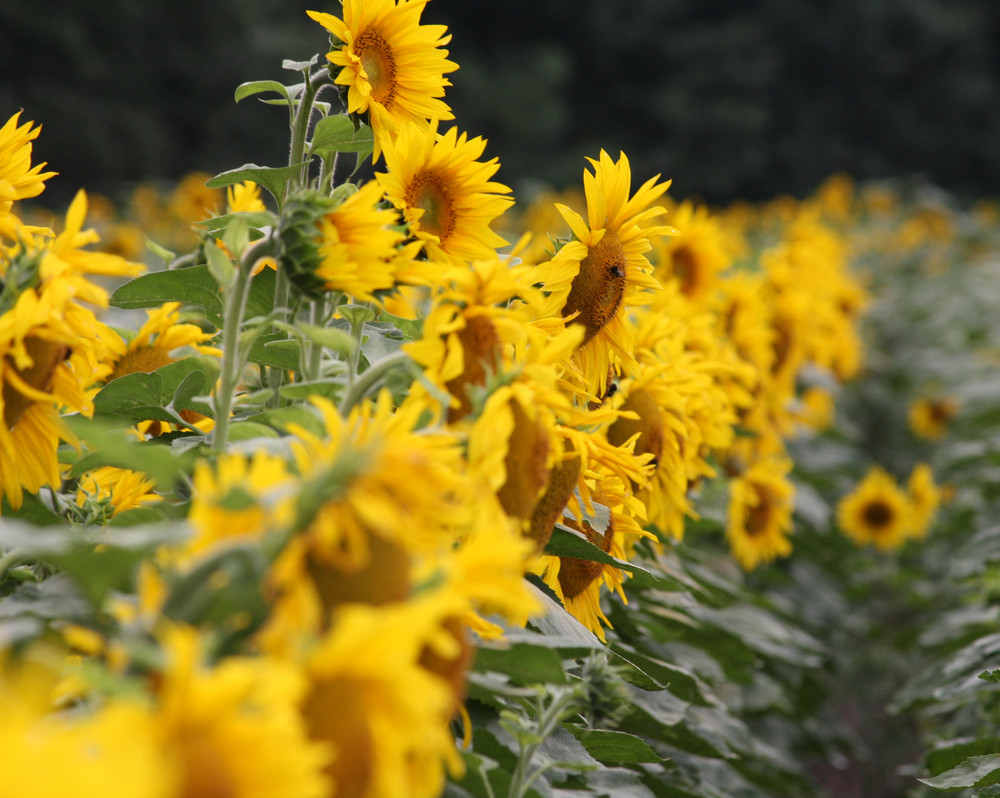 Sonnenblumen