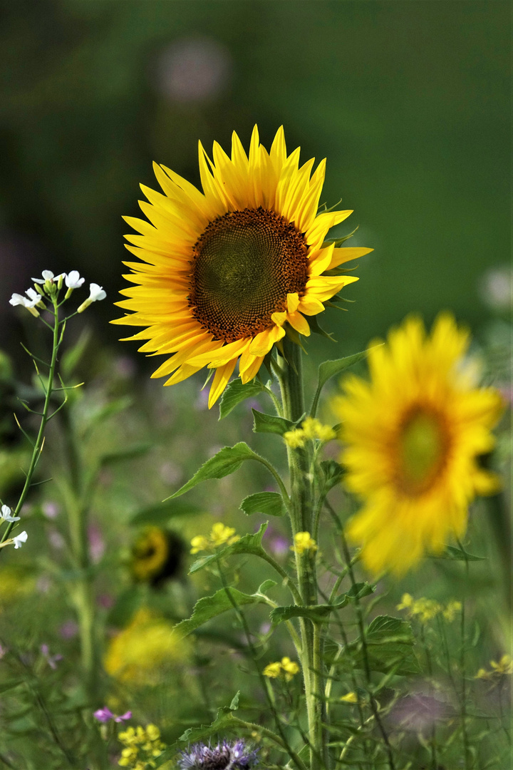 Sonnenblumen