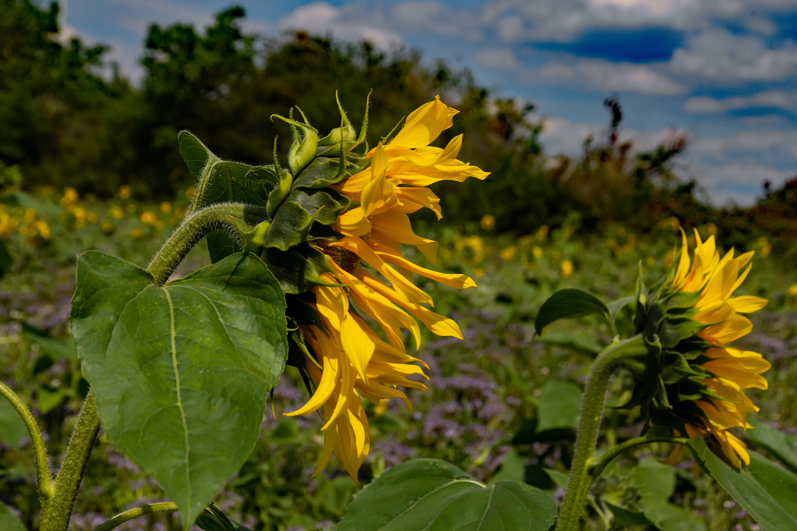 Sonnenblumen