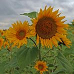 Sonnenblumen -1-