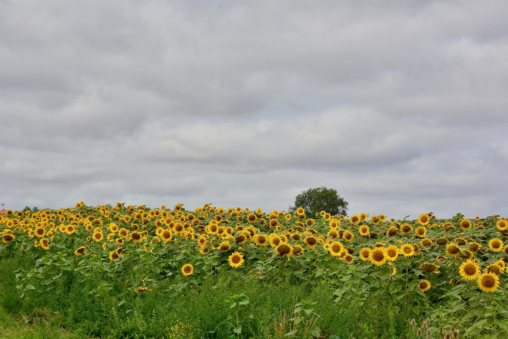 Sonnenblumen - 1