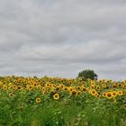 Sonnenblumen - 1