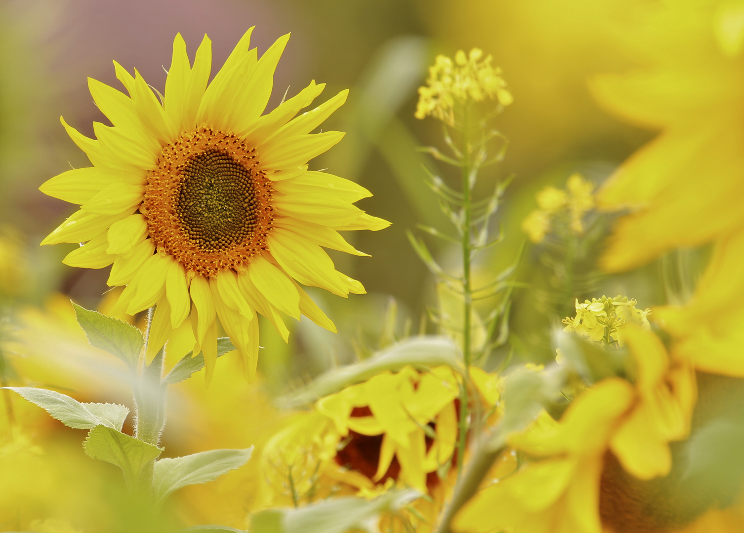 Sonnenblumen