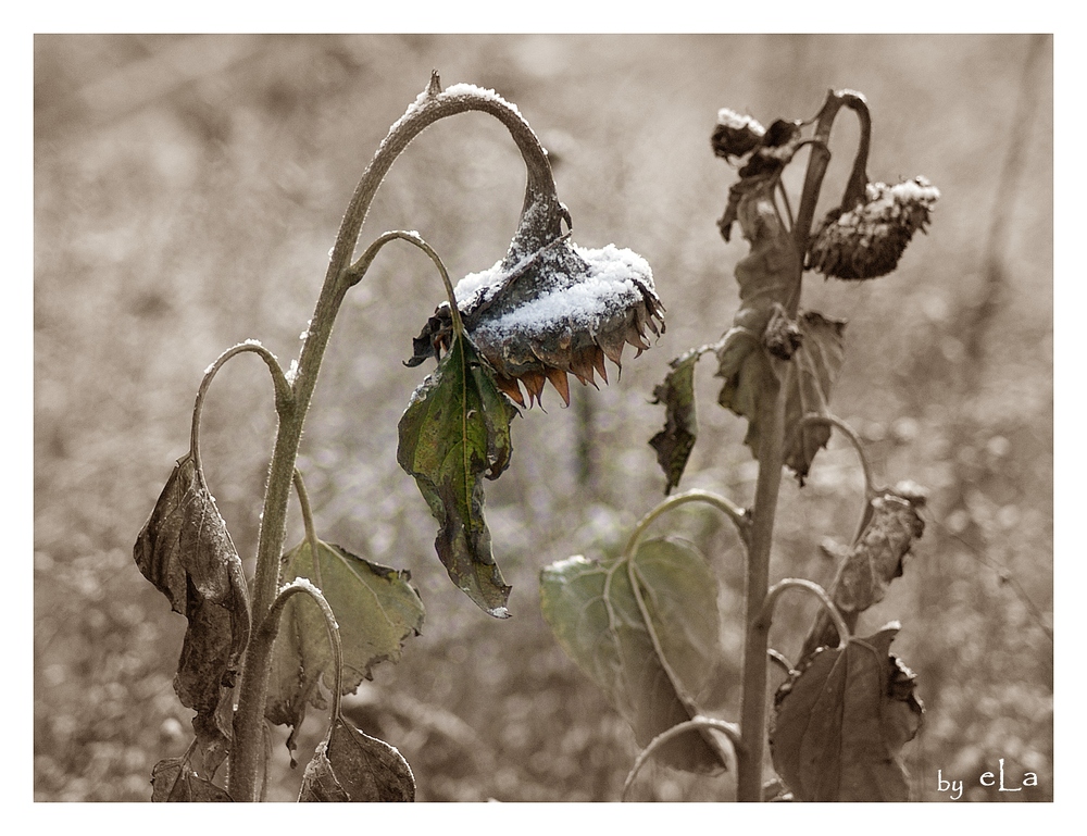 Sonnenblumen