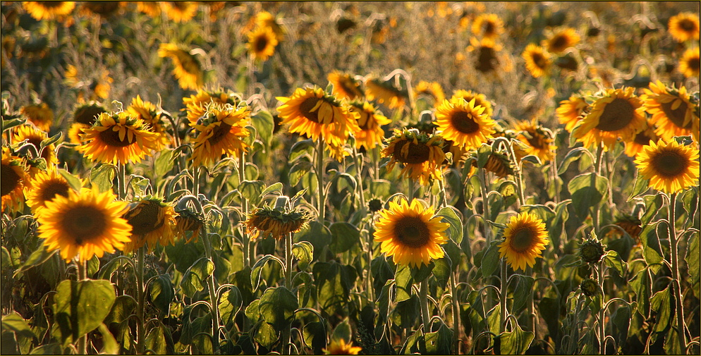 Sonnenblumen...