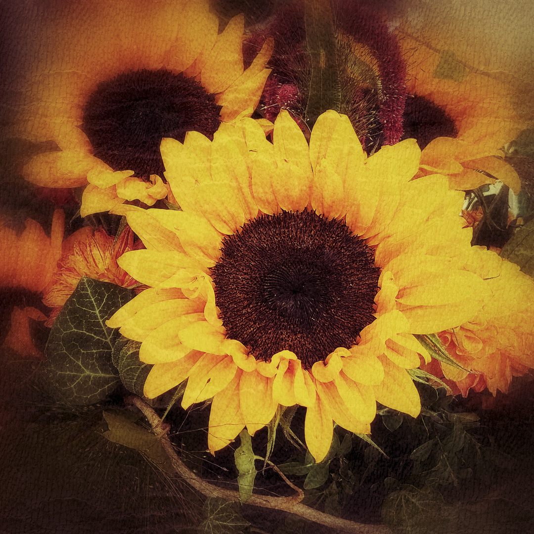 Sonnenblumen