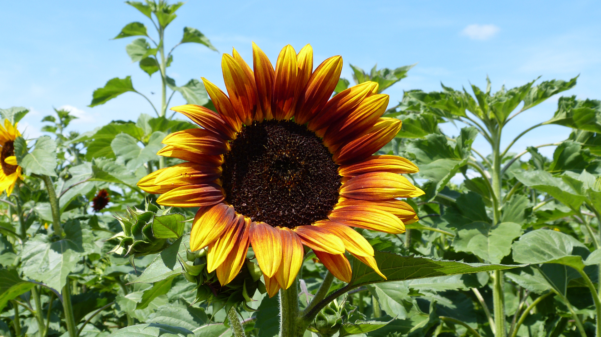 Sonnenblumen Foto & Bild pflanzen, pilze & flechten, blüten