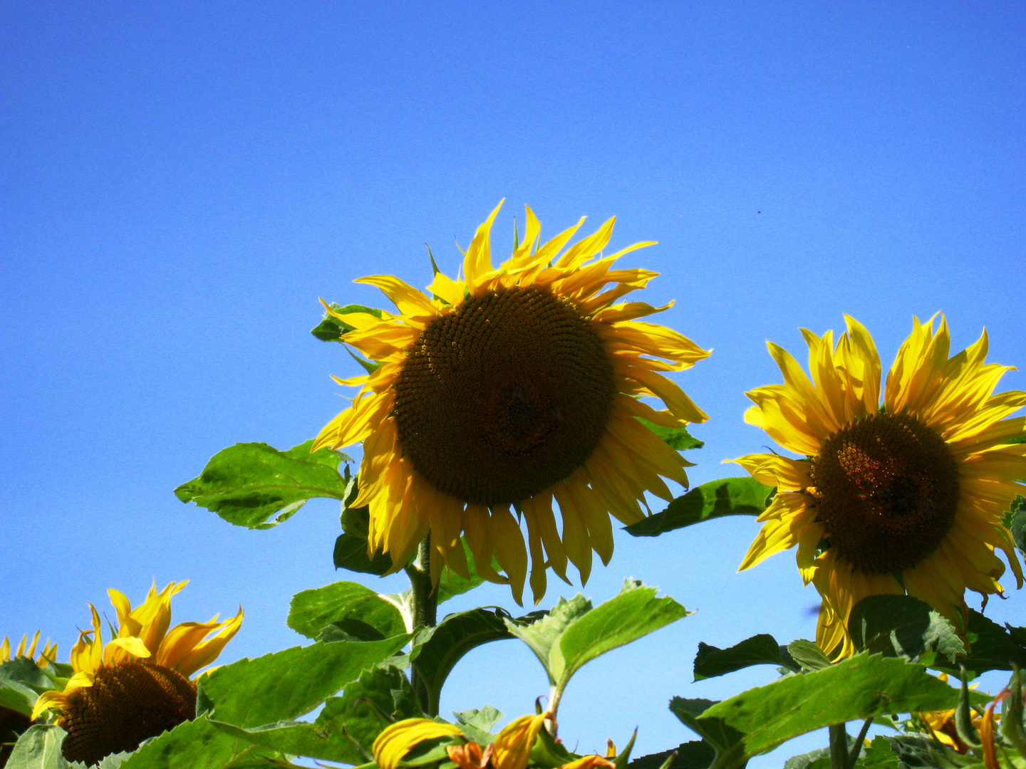 Sonnenblumen ( 14.07.12 )