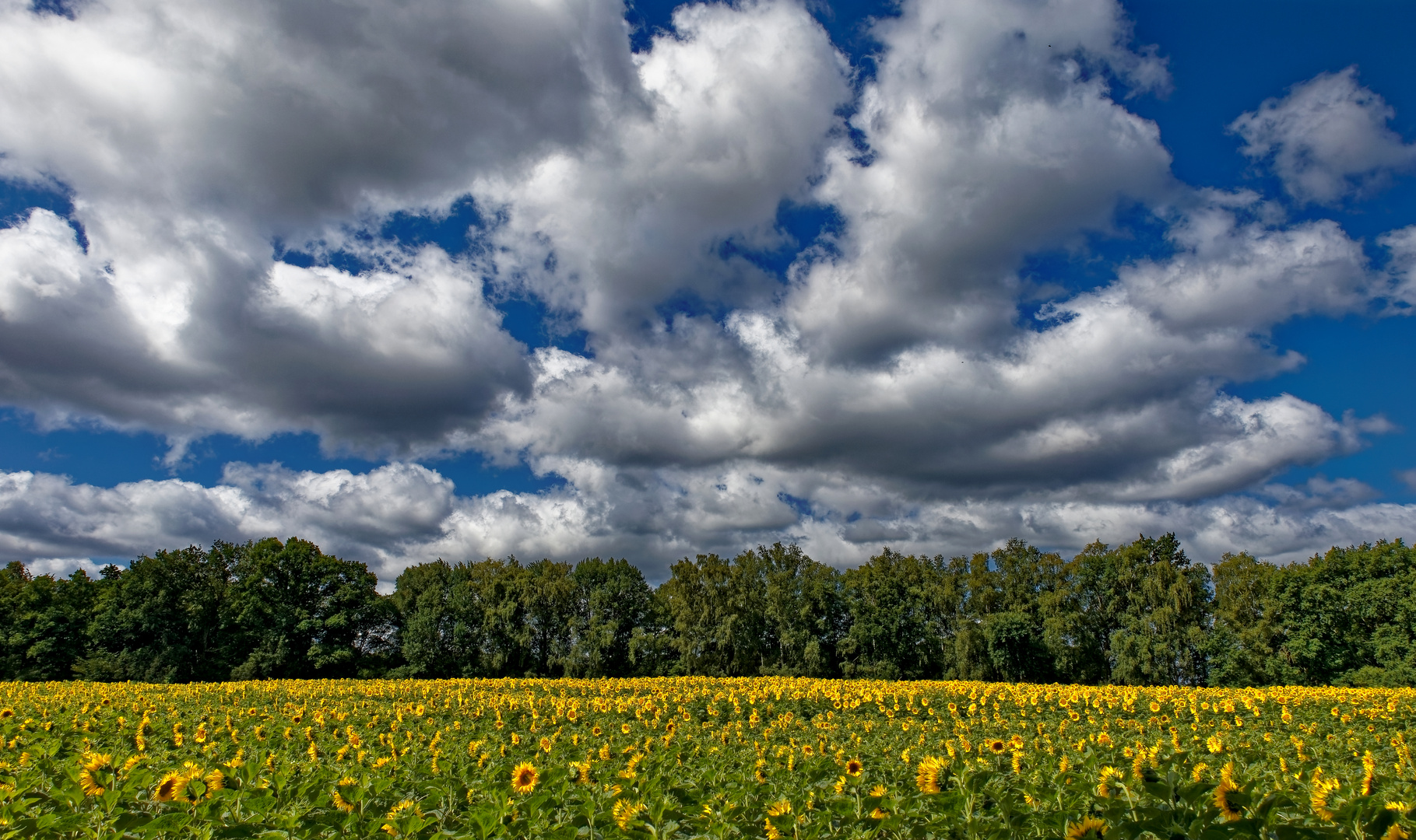 Sonnenblumen