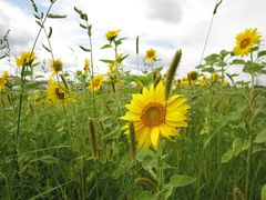 Sonnenblumen