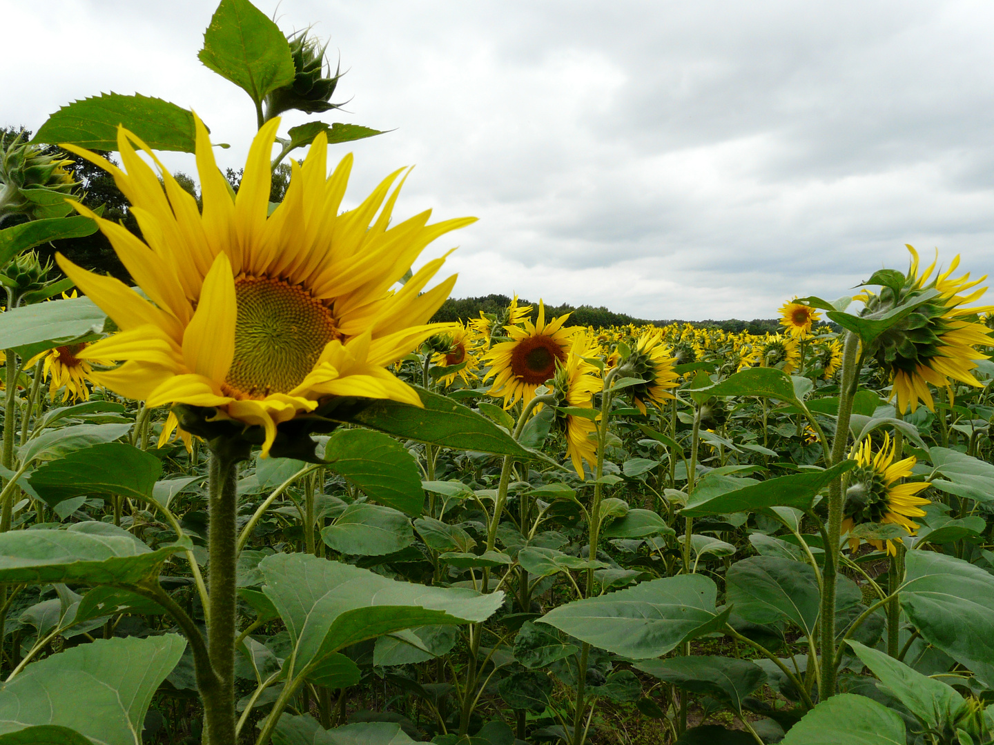 Sonnenblumen