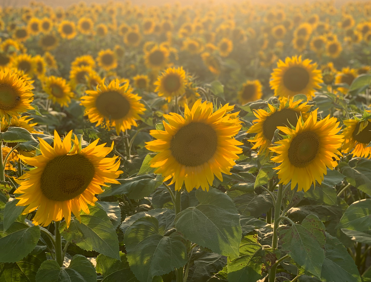 Sonnenblumen 