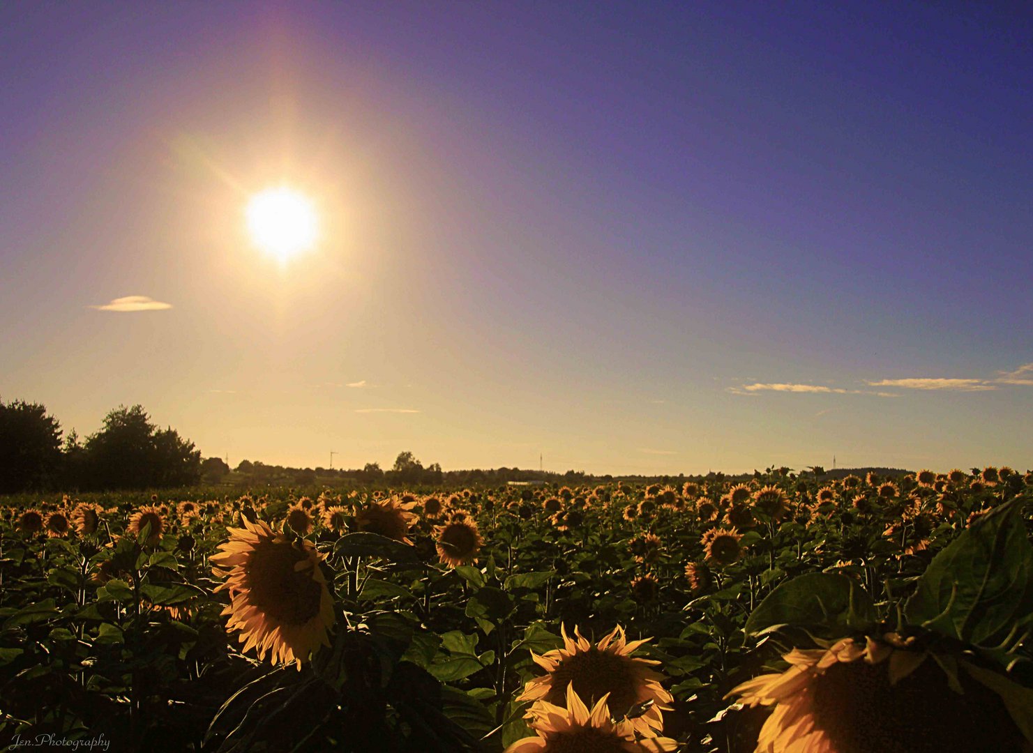 Sonnenblumen