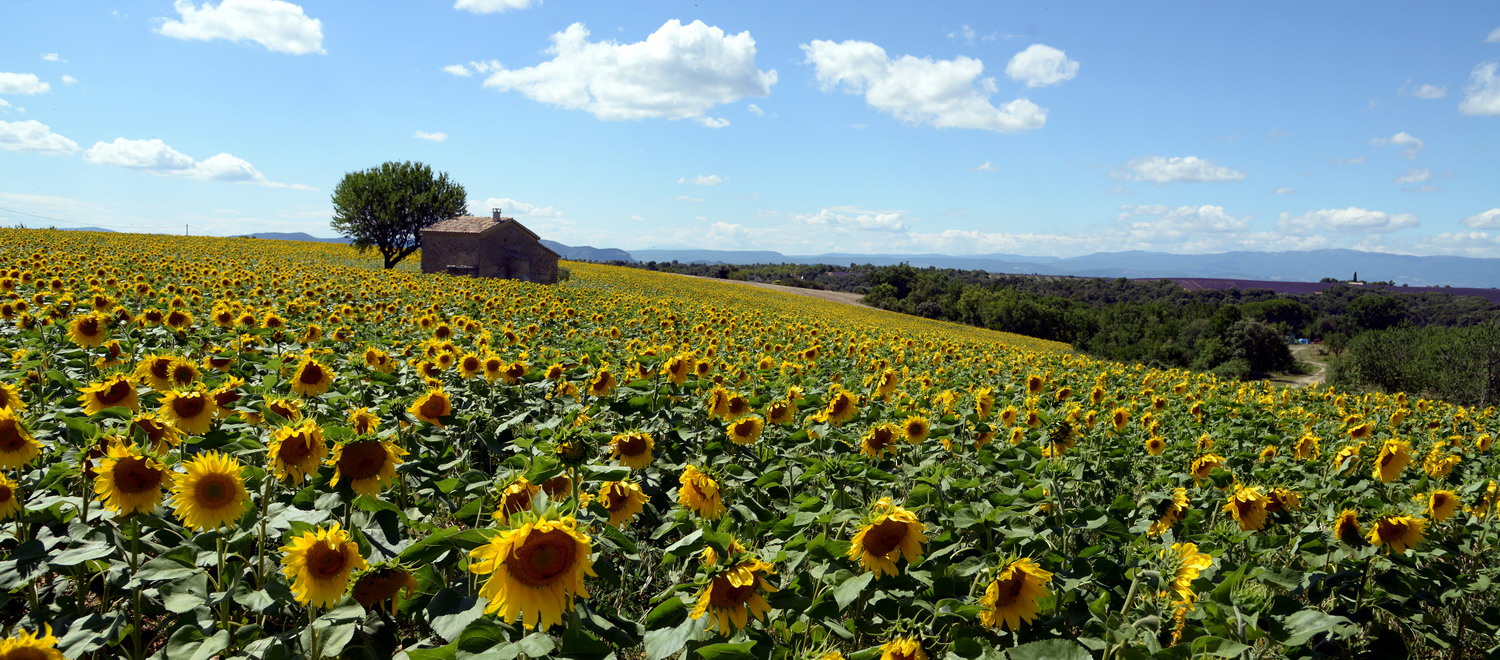 Sonnenblumen