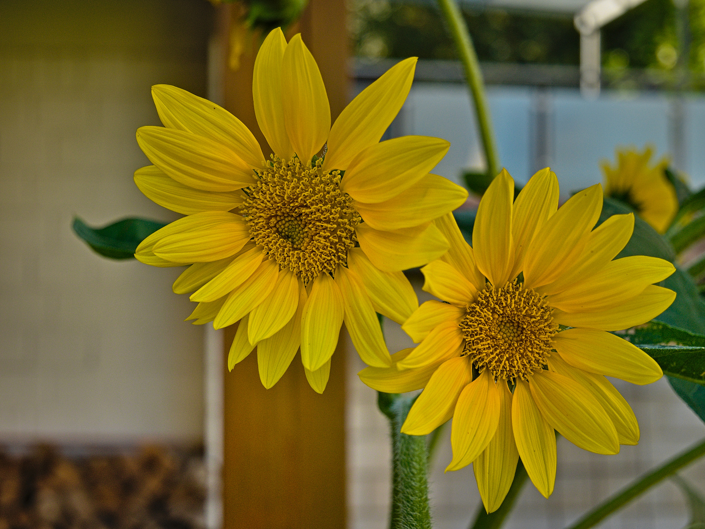 Sonnenblumen