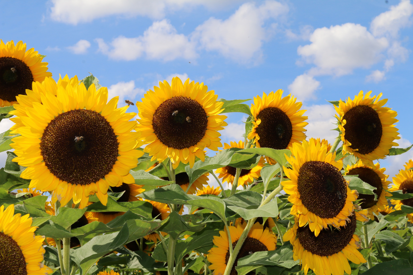 Sonnenblumen