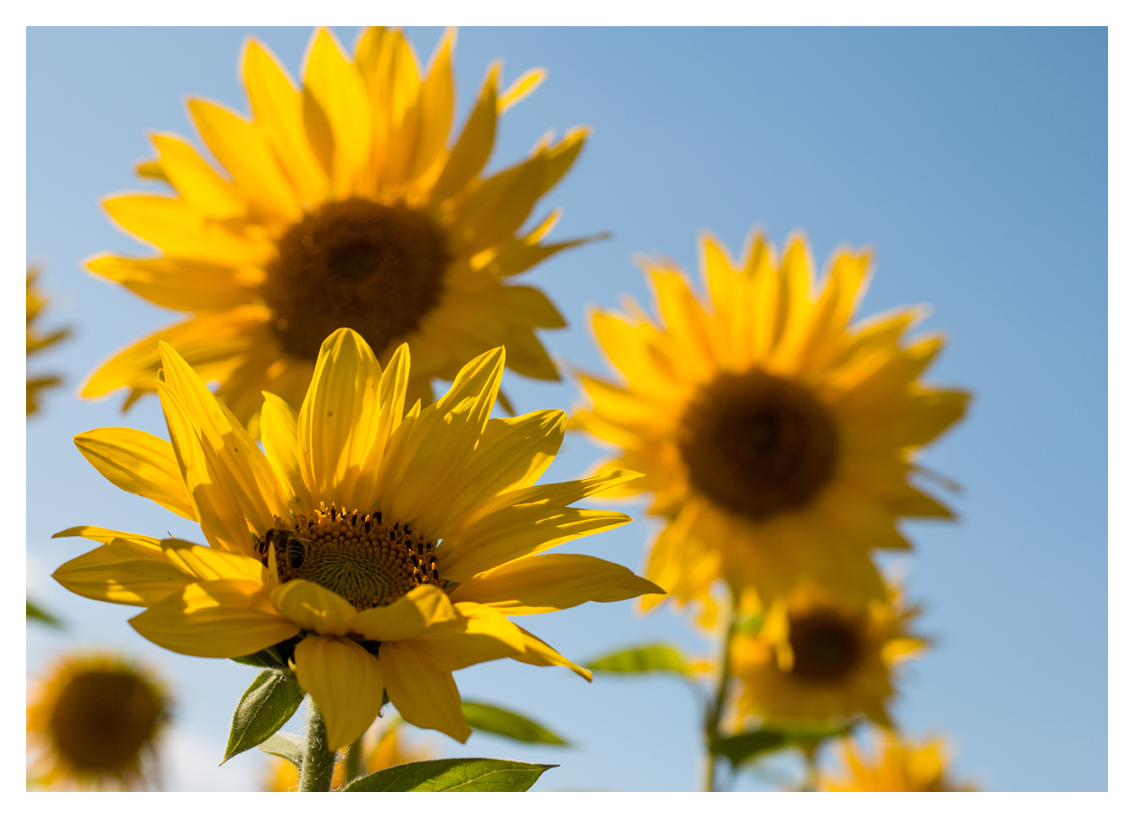 Sonnenblumen