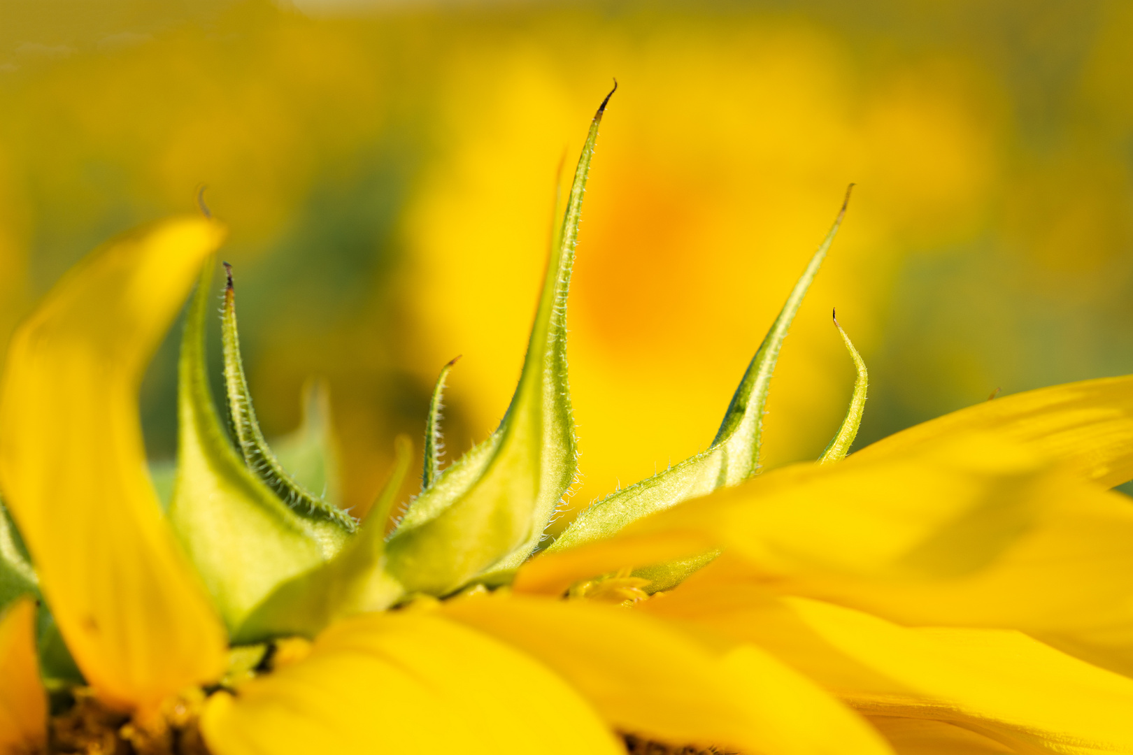 Sonnenblumen