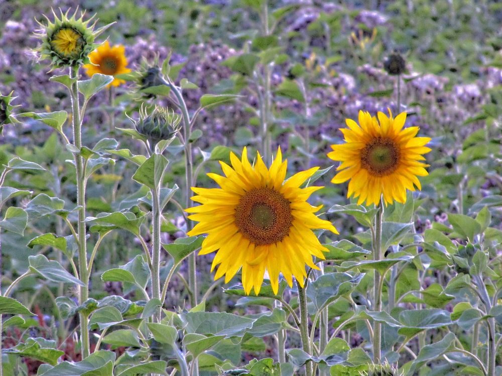 Sonnenblumen