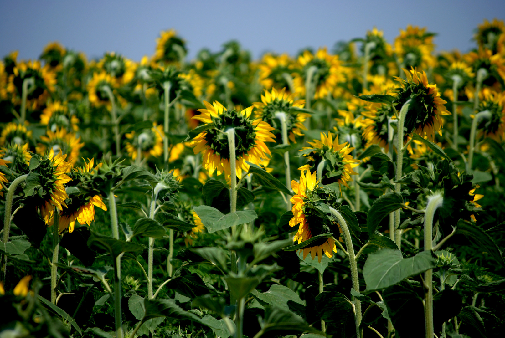 Sonnenblumen