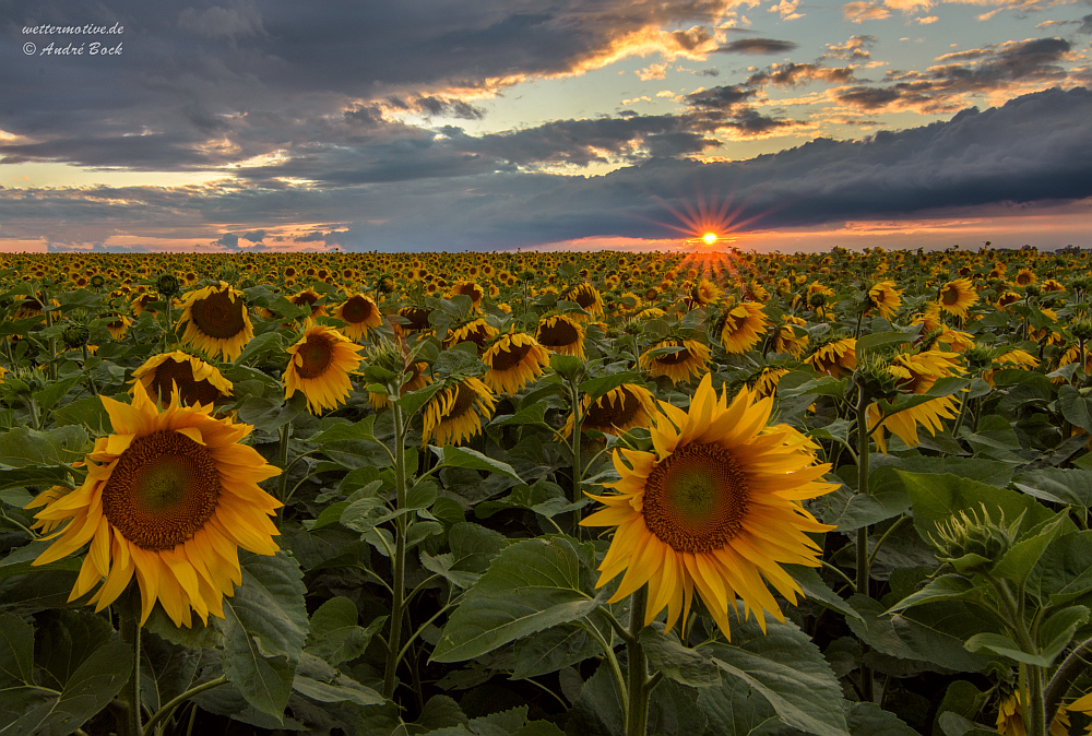 Sonnenblumen...