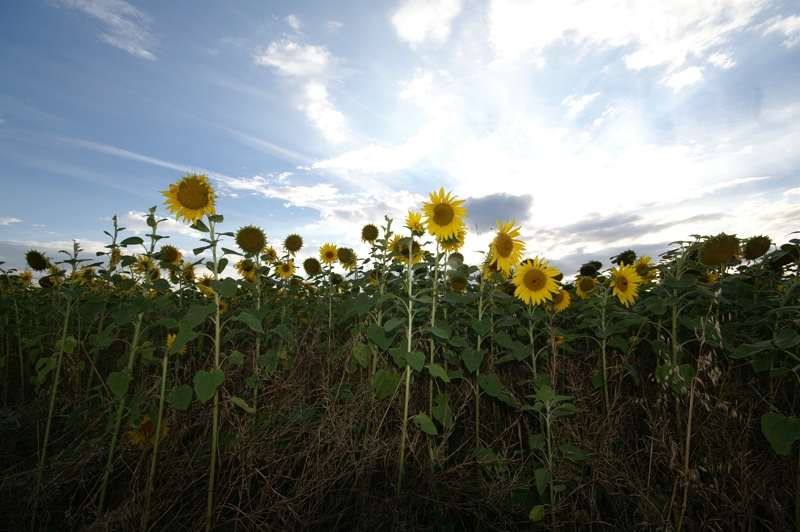 Sonnenblumen 2