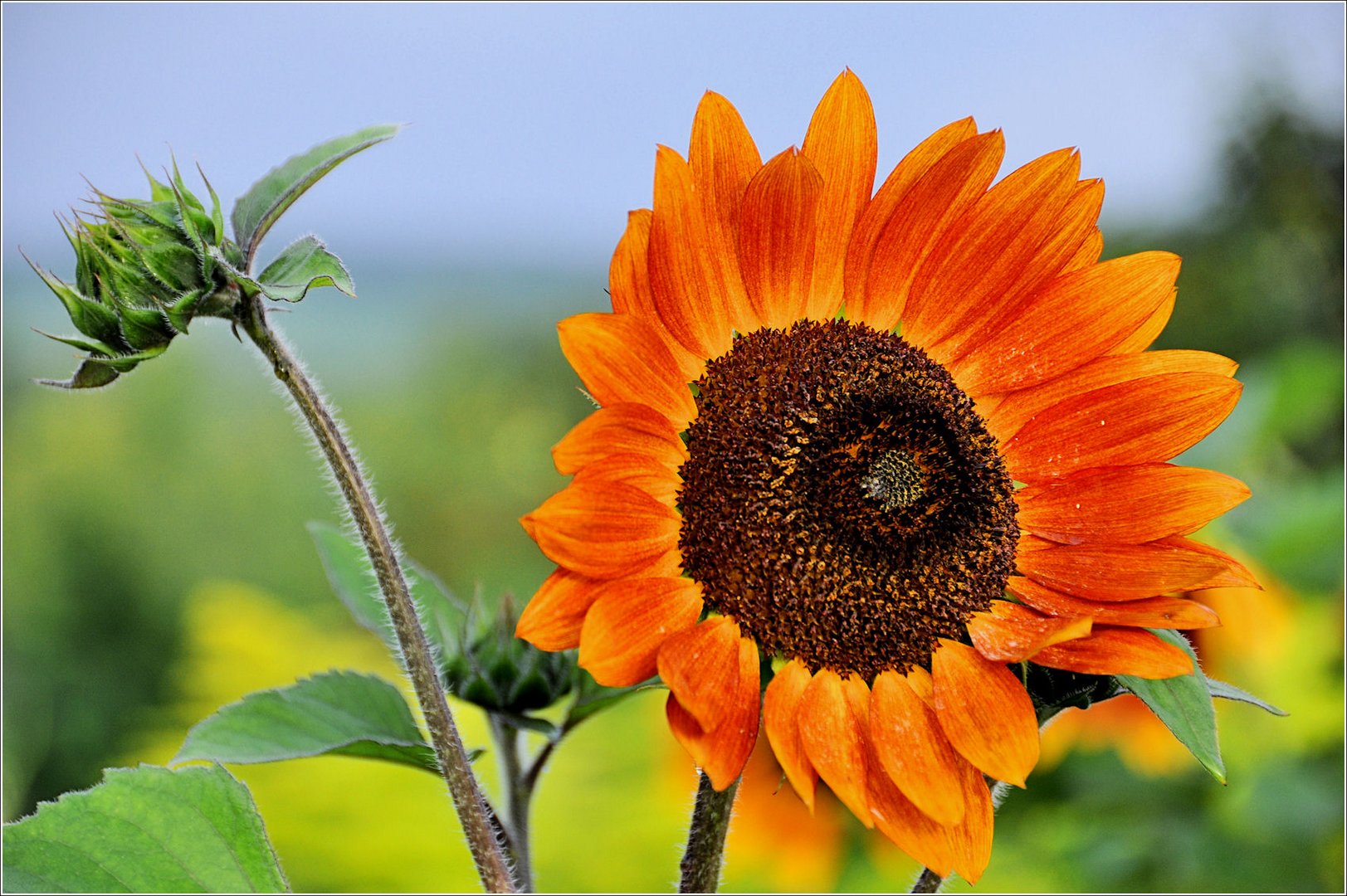 Sonnenblumen-2-
