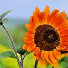 Sonnenblumen-2-